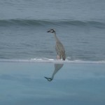 surfing vacation rental, oceanfront infinity pool