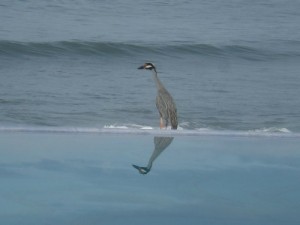 surfing vacation rental, oceanfront infinity pool